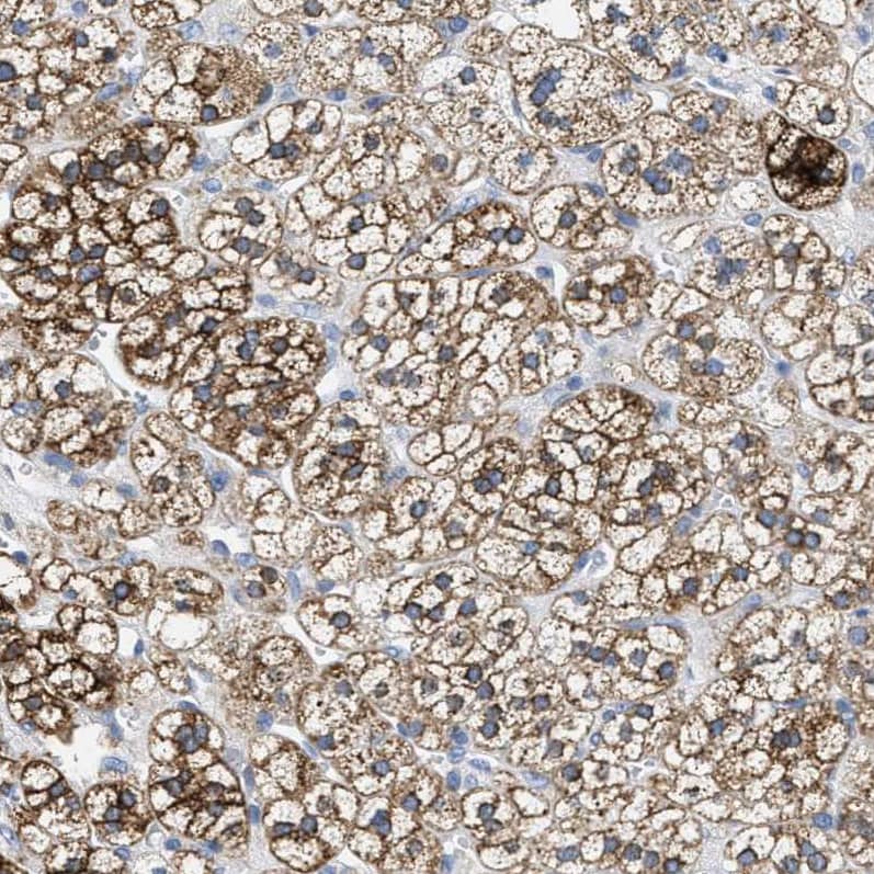 Kir3.4 Antibody - BSA Free Immunohistochemistry-Paraffin: Kir3.4 Antibody - BSA Free [NBP1-88081]