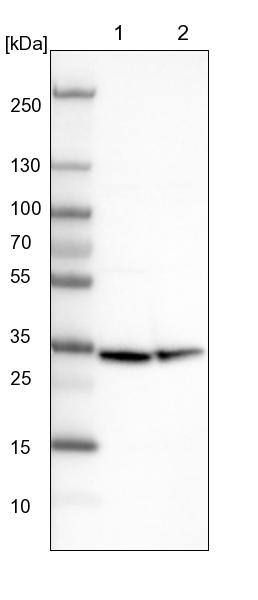 CIP29 Antibody - BSA Free Western Blot: CIP29 Antibody - BSA Free [NBP1-88084]