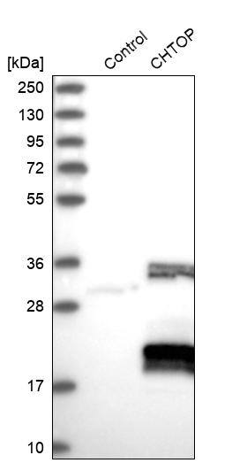 CHTOP Antibody - BSA Free Western Blot: CHTOP Antibody - BSA Free [NBP1-88085]