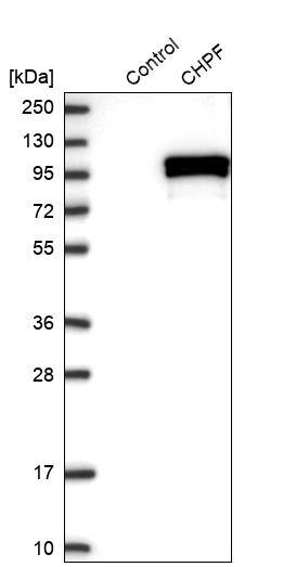 CHSS2 Antibody - BSA Free Western Blot: CHSS2 Antibody - BSA Free [NBP1-88087]