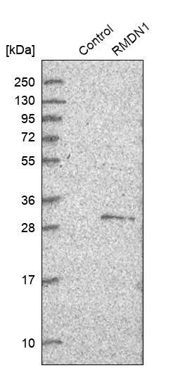 RMD1 Antibody - BSA Free Western Blot: RMD1 Antibody - BSA Free [NBP1-88089]