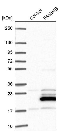 CGI-128 Antibody - BSA Free Western Blot: CGI-128 Antibody - BSA Free [NBP1-88091]
