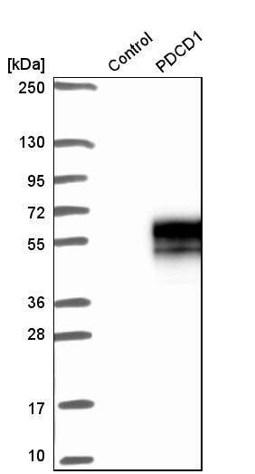 PD-1 Antibody - BSA Free Western Blot: PD-1 Antibody - BSA Free [NBP1-88104]