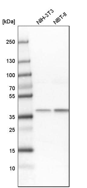 Transaldolase 1 Antibody - BSA Free Western Blot: Transaldolase 1 Antibody - BSA Free [NBP1-88109]