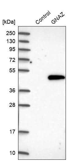 G Protein alpha z Antibody - BSA Free Western Blot: G Protein alpha z Antibody - BSA Free [NBP1-88111]