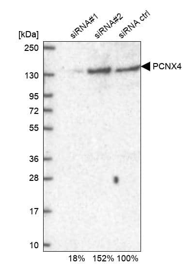 PCNXL4 Antibody - BSA Free Western Blot: PCNXL4 Antibody - BSA Free [NBP1-88113]