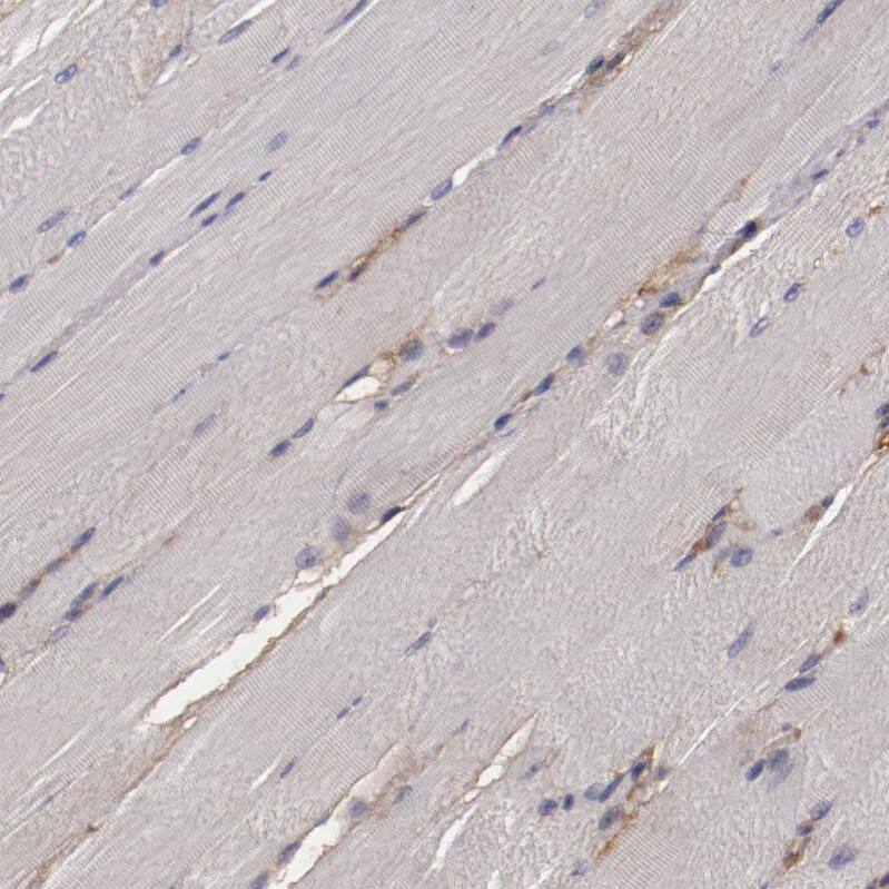 Ceruloplasmin Antibody - BSA Free Immunohistochemistry-Paraffin: Ceruloplasmin Antibody - BSA Free [NBP1-88116]