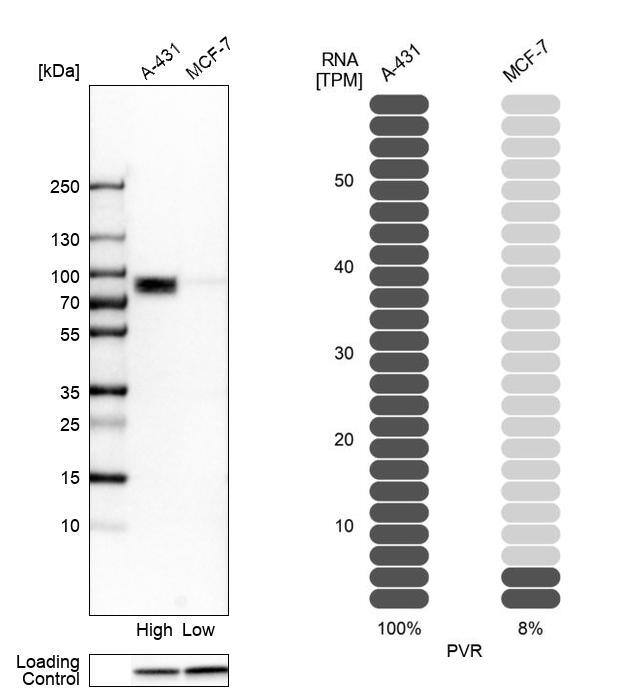 CD155/PVR Antibody - BSA Free Western Blot: CD155/PVR Antibody - BSA Free [NBP1-88131]