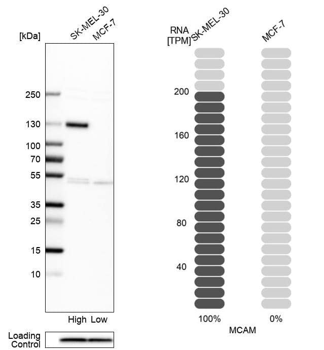 MCAM/CD146 Antibody - BSA Free Western Blot: MCAM/CD146 Antibody - BSA Free [NBP1-88132]