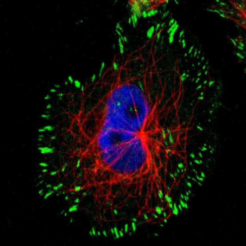 Syndecan-1/CD138 Antibody - BSA Free Immunocytochemistry/ Immunofluorescence: Syndecan-1/CD138 Antibody [NBP1-88135]