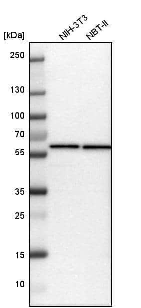 TCP1-eta Antibody - BSA Free Western Blot: TCP1-eta Antibody - BSA Free [NBP1-88144]