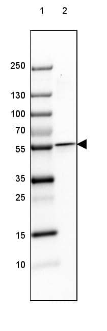 TCP1-beta Antibody - BSA Free Western Blot: TCP1-beta Antibody - BSA Free [NBP1-88146]