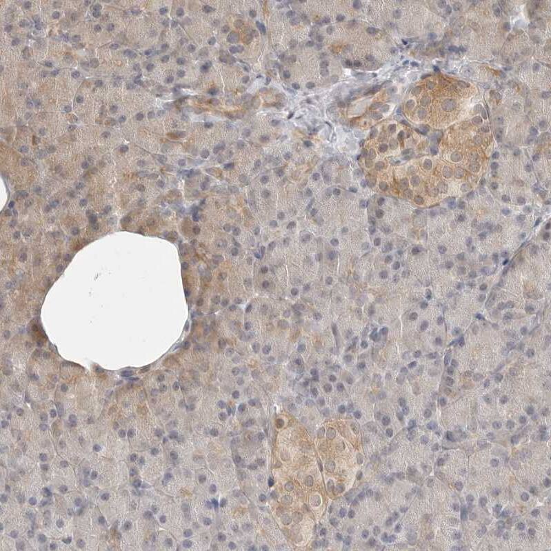 TCP1 alpha Antibody - BSA Free Immunohistochemistry-Paraffin: TCP1 alpha Antibody - BSA Free [NBP1-88148]