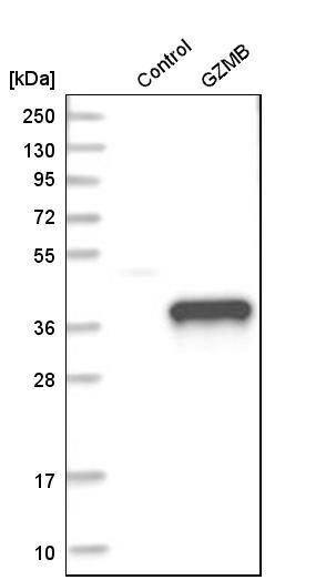 Granzyme B Antibody - BSA Free Western Blot: Granzyme B Antibody - BSA Free [NBP1-88151]