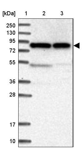 CNOX Antibody - BSA Free Western Blot: CNOX Antibody - BSA Free [NBP1-88152]