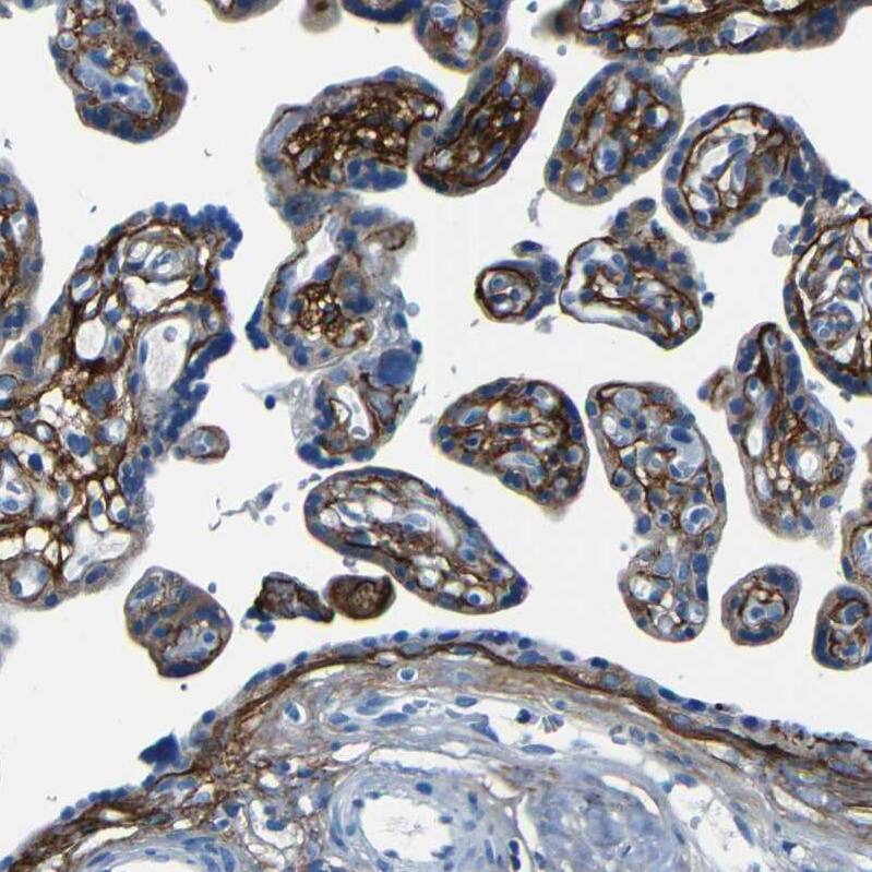 Fibrillin 2 Antibody - BSA Free Immunohistochemistry-Paraffin: Fibrillin 2 Antibody - BSA Free [NBP1-88169]