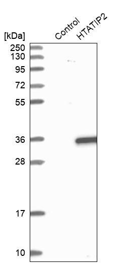 TIP30 Antibody - BSA Free Western Blot: TIP30 Antibody - BSA Free [NBP1-88171]