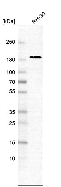 ELKS Antibody - BSA Free Western Blot: ELKS Antibody - BSA Free [NBP1-88178]