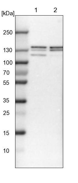 ELKS Antibody - BSA Free Western Blot: ELKS Antibody - BSA Free [NBP1-88179]