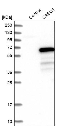 Calsequestrin 1 Antibody - BSA Free Western Blot: Calsequestrin 1 Antibody - BSA Free [NBP1-88180]