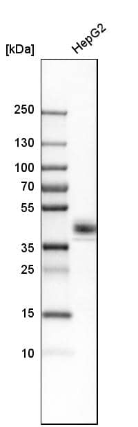 CXADR Antibody - BSA Free Western Blot: CXADR Antibody - BSA Free [NBP1-88193]