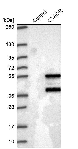 CXADR Antibody - BSA Free Western Blot: CXADR Antibody - BSA Free [NBP1-88194]