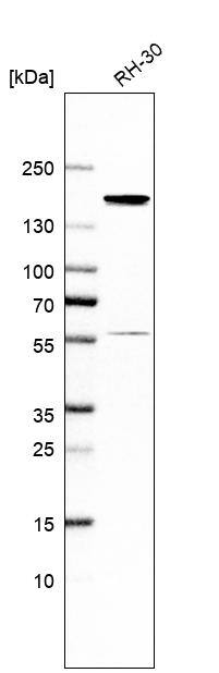 CNAP1 Antibody - BSA Free Western Blot: CNAP1 Antibody - BSA Free [NBP1-88201]