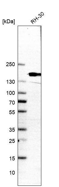 CNAP1 Antibody - BSA Free Western Blot: CNAP1 Antibody - BSA Free [NBP1-88202]