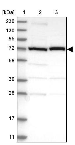 Calpain 2 Antibody - BSA Free Western Blot: Calpain 2 Antibody - BSA Free [NBP1-88204]