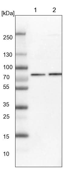 Calpain 2 Antibody - BSA Free Western Blot: Calpain 2 Antibody - BSA Free [NBP1-88204]