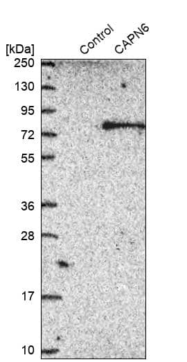 Calpain 6 Antibody - BSA Free Western Blot: Calpain 6 Antibody - BSA Free [NBP1-88214]