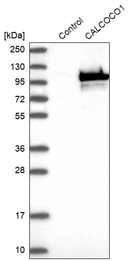 CoCoA Antibody - BSA Free Western Blot: CoCoA Antibody - BSA Free [NBP1-88215]