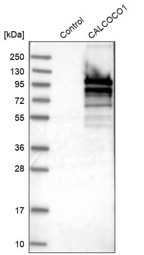 CoCoA Antibody - BSA Free Western Blot: CoCoA Antibody - BSA Free [NBP1-88216]