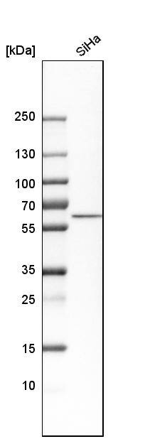 Nucleobindin 1 Antibody - BSA Free Western Blot: Nucleobindin 1 Antibody - BSA Free [NBP1-88217]
