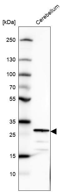 Secretagogin Antibody - BSA Free Western Blot: Secretagogin Antibody - BSA Free [NBP1-88219]