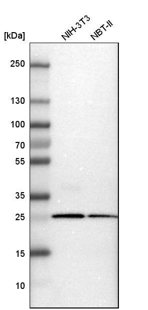 Calretinin Antibody - BSA Free Western Blot: Calretinin Antibody - BSA Free [NBP1-88220]