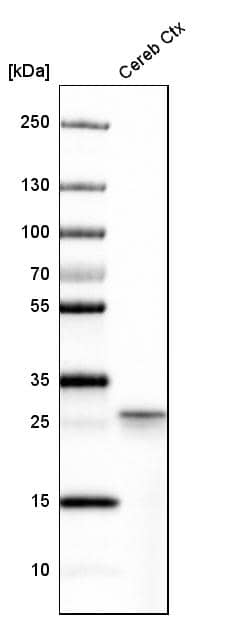 Calretinin Antibody - BSA Free Western Blot: Calretinin Antibody - BSA Free [NBP1-88220]