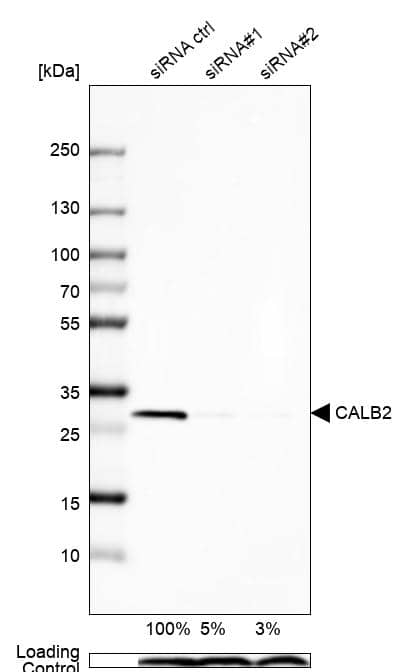 Calretinin Antibody - BSA Free Western Blot: Calretinin Antibody - BSA Free [NBP1-88220]