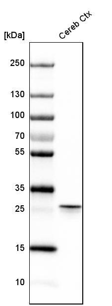 Calretinin Antibody - BSA Free Western Blot: Calretinin Antibody - BSA Free [NBP1-88220]