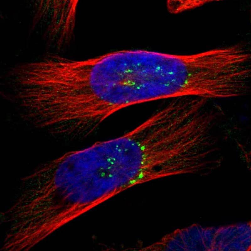 PIST Antibody - BSA Free Immunocytochemistry/ Immunofluorescence: PIST Antibody [NBP1-88222]