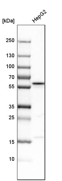 PIST Antibody - BSA Free Western Blot: PIST Antibody - BSA Free [NBP1-88223]
