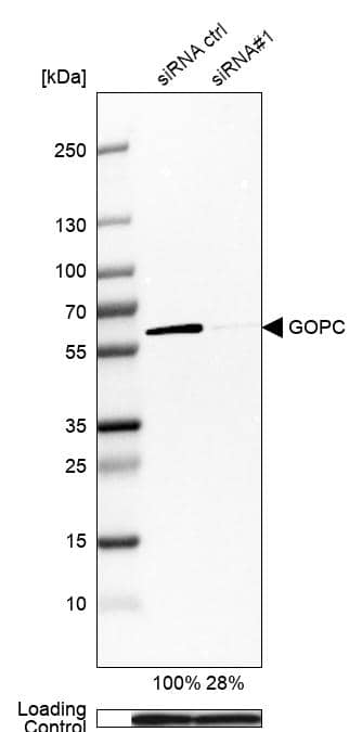 PIST Antibody - BSA Free Western Blot: PIST Antibody - BSA Free [NBP1-88223]