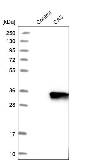 Carbonic Anhydrase III/CA3 Antibody - BSA Free Western Blot: Carbonic Anhydrase III/CA3 Antibody - BSA Free [NBP1-88227]