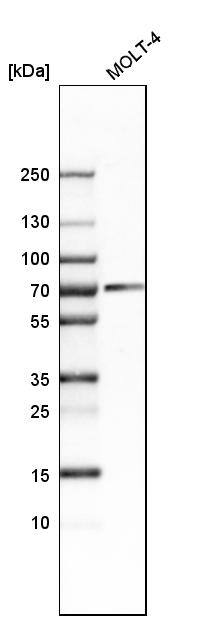 CHAF1B Antibody - BSA Free Western Blot: CHAF1B Antibody - BSA Free [NBP1-88235]