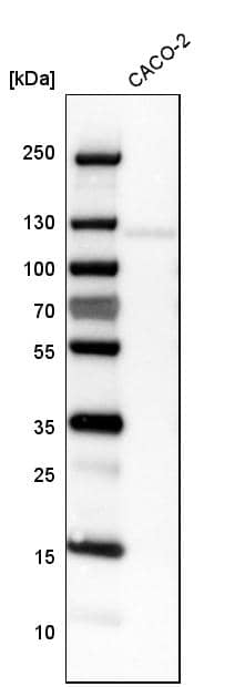 Cadherin-17 Antibody - BSA Free Western Blot: Cadherin-17 Antibody - BSA Free [NBP1-88239]