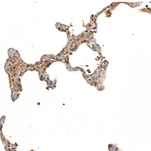 Adropin Antibody - BSA Free Immunohistochemistry-Paraffin: Adropin Antibody - BSA Free [NBP1-88245]