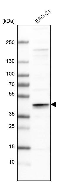 SPFH2 Antibody - BSA Free Western Blot: SPFH2 Antibody - BSA Free [NBP1-88247]