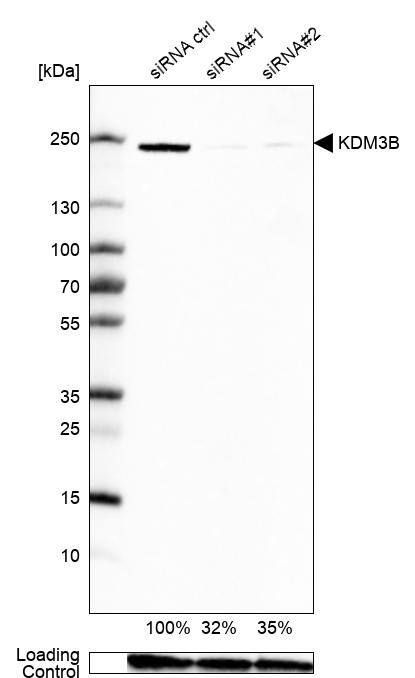 JMJD1B Antibody - BSA Free Western Blot: JMJD1B Antibody - BSA Free [NBP1-88256]