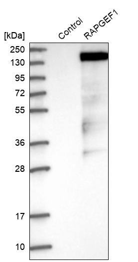 GRF2 Antibody - BSA Free Western Blot: GRF2 Antibody - BSA Free [NBP1-88266]