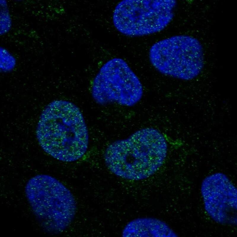 C2GNT3 Antibody - BSA Free Immunocytochemistry/ Immunofluorescence: C2GNT3 Antibody [NBP1-88270]